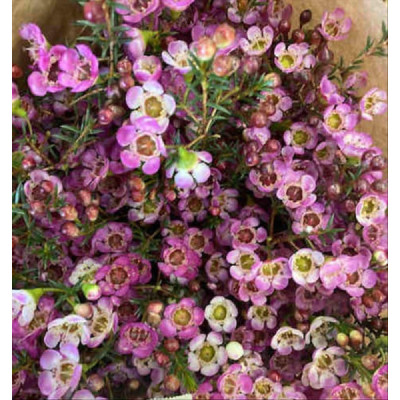 FLOR DE CERA FUCSIA IMP....